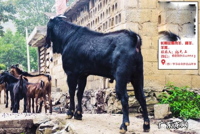 养羊和打工哪个挣钱多 创业养羊有前途吗,创业养羊需要多少成本