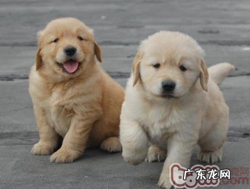 多狗家中该怎样调整影响力难题