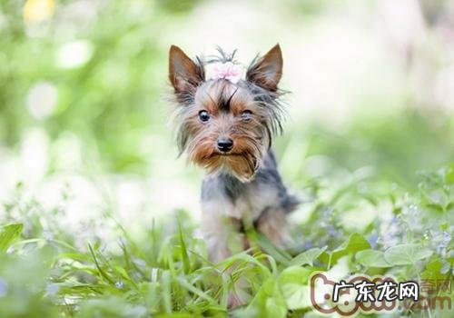 约克夏爱叫该怎么办