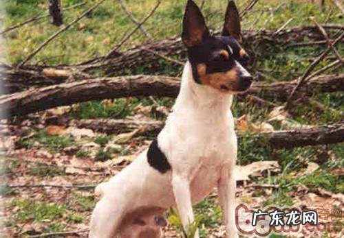 小狗缺钙的缘故及症状表现