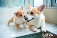 为狗狗挤肛门腺的常见问题