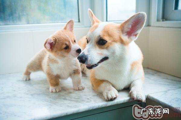 为狗狗挤肛门腺的常见问题