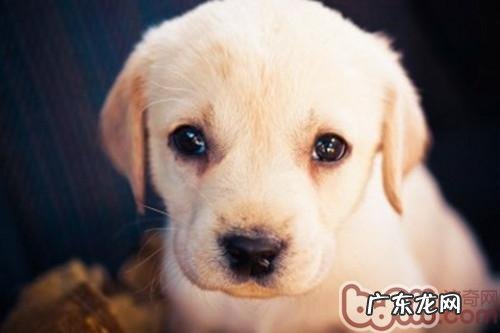 怎么让小狗科学研究的应对工作压力