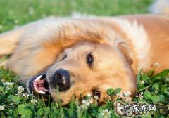 【检测】家里小狗是不是能非常好地融入家中和社会发展