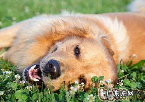 【检测】家里小狗是不是能非常好地融入家中和社会发展