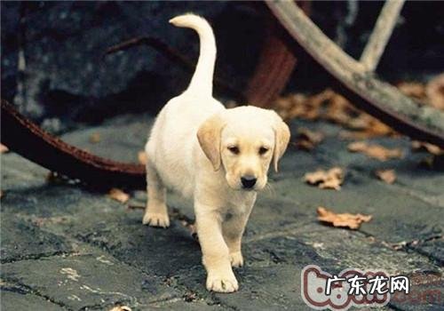 如何给流浪犬做一个全方位的常规体检