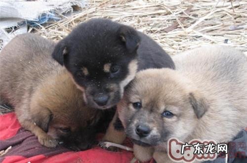 怎样援助新生流浪犬猫