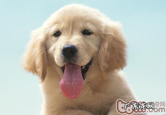 小狗止血粉的使用方法