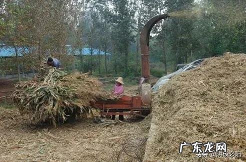 农村可以做那些项目