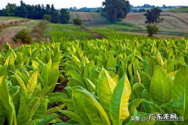 农村现在能做什么生意 在农村做什么可以赚大钱,农村做什么项目比较好