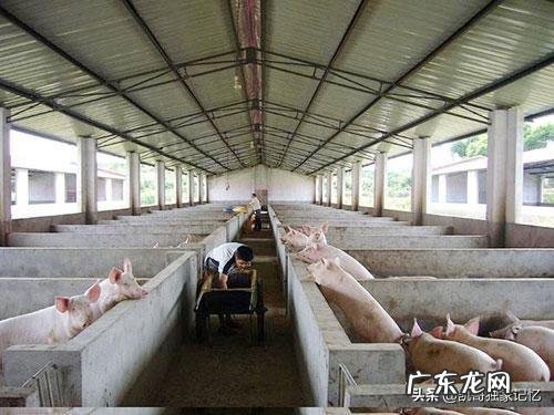 农村现在能做什么生意 在农村做什么可以赚大钱,农村做什么项目比较好