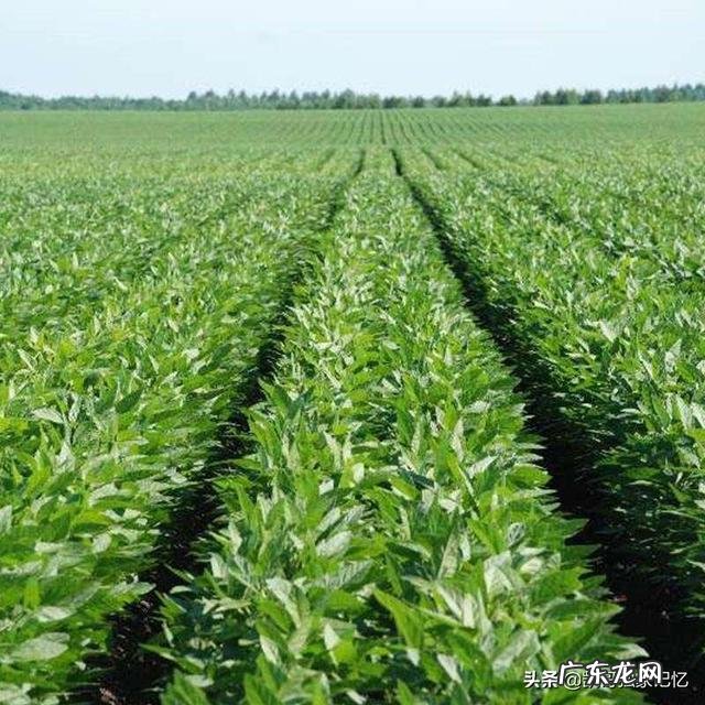 农村现在能做什么生意 在农村做什么可以赚大钱,农村做什么项目比较好