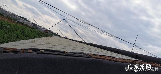 农村现在能做什么生意 在农村做什么可以赚大钱,农村做什么项目比较好