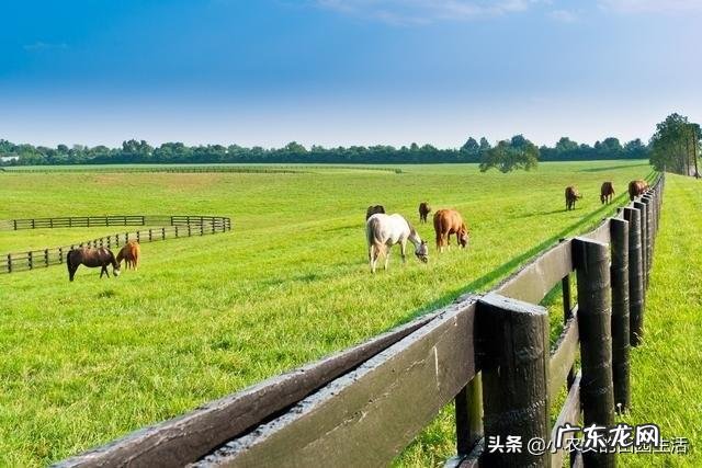 农村现在能做什么生意 在农村做什么可以赚大钱,农村做什么项目比较好
