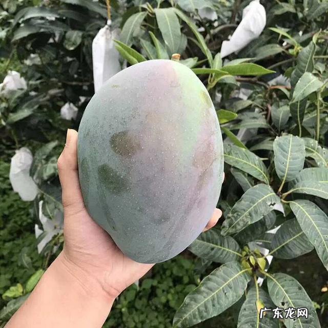 做什么挣钱快又多 如今在农村,做什么能快速赚到钱,自己创业做什么赚钱