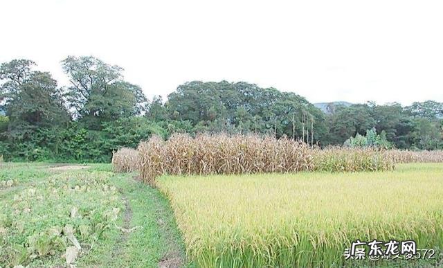 做什么挣钱快又多 如今在农村,做什么能快速赚到钱,自己创业做什么赚钱