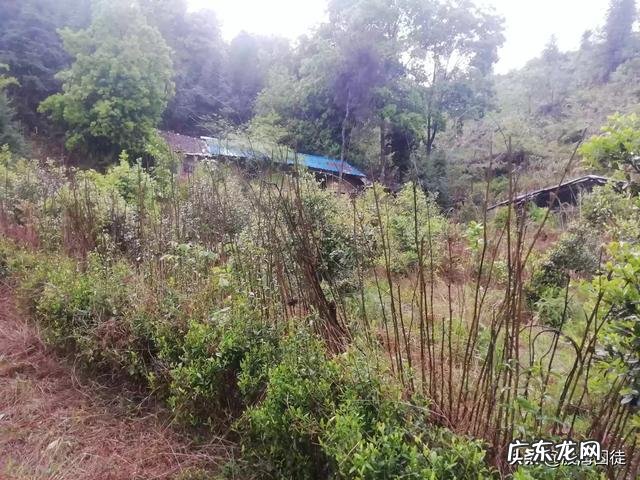 茶具生意好做吗 如何做好茶叶生意呢,茶叶行业好做吗