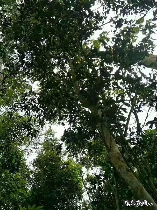 茶具生意好做吗 如何做好茶叶生意呢,茶叶行业好做吗