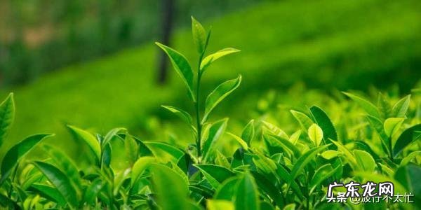 茶具生意好做吗 如何做好茶叶生意呢,茶叶行业好做吗
