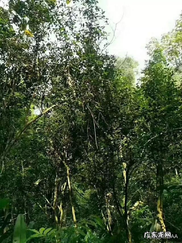 茶具生意好做吗 如何做好茶叶生意呢,茶叶行业好做吗