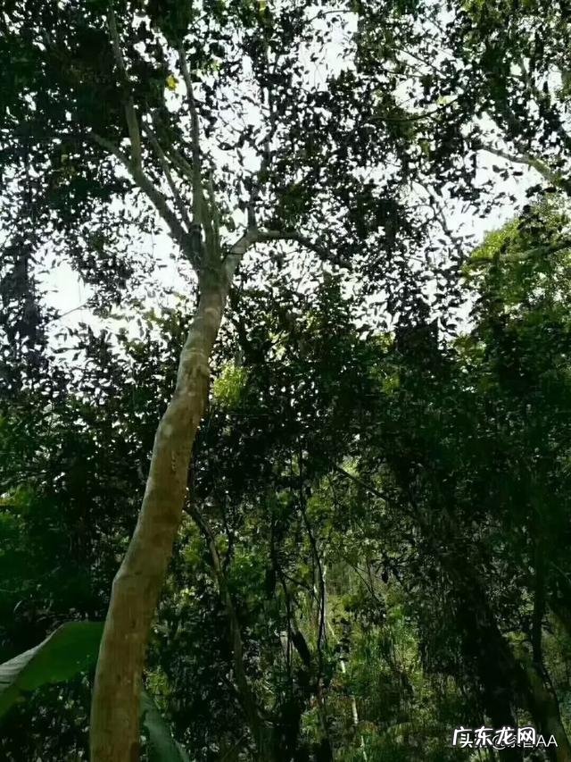 茶具生意好做吗 如何做好茶叶生意呢,茶叶行业好做吗