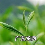 茶具生意好做吗 如何做好茶叶生意呢,茶叶行业好做吗
