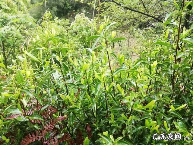 茶具生意好做吗 如何做好茶叶生意呢,茶叶行业好做吗