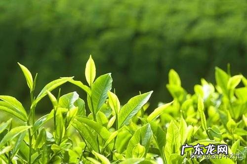 茶具生意好做吗 如何做好茶叶生意呢,茶叶行业好做吗