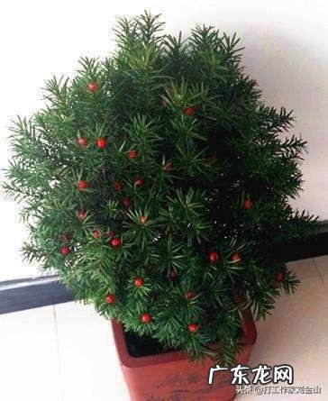 种植业什么最赚钱农村 你们觉得农村种植什么能挣钱多点,致富经一亩地赚三十万