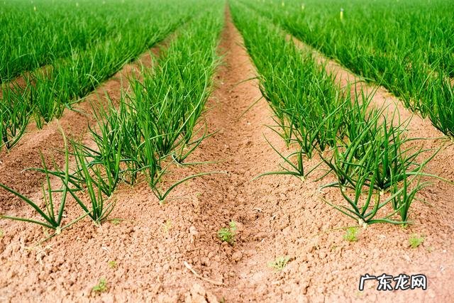 种植业什么最赚钱农村 你们觉得农村种植什么能挣钱多点,致富经一亩地赚三十万