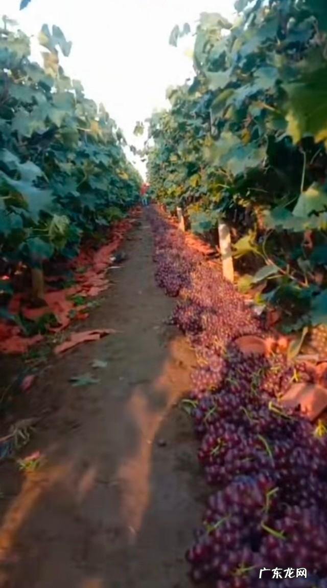 种植业什么最赚钱农村 你们觉得农村种植什么能挣钱多点,致富经一亩地赚三十万