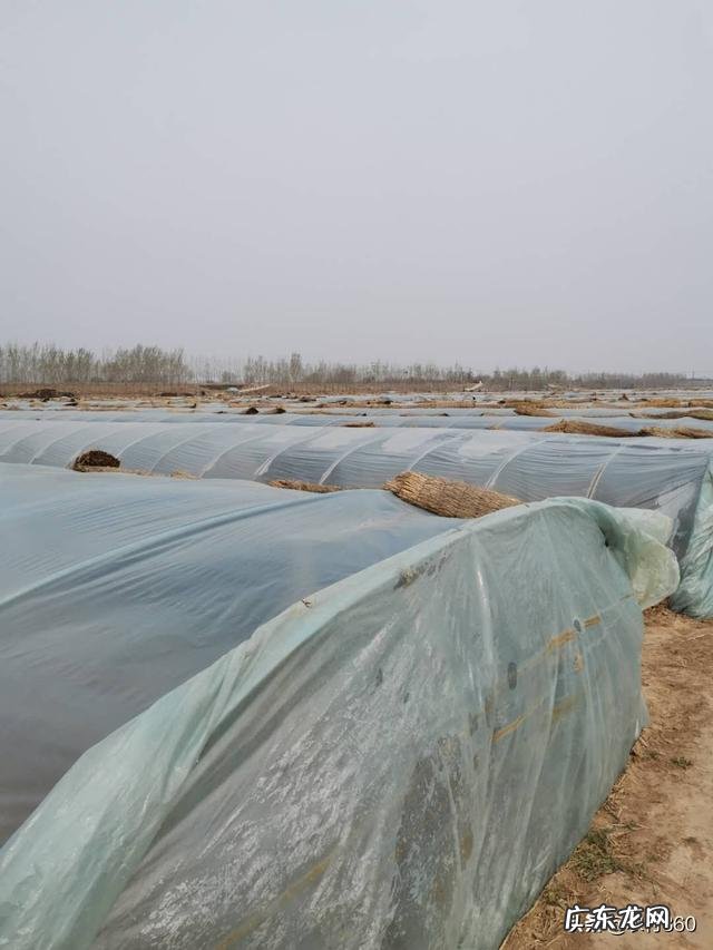 种植业什么最赚钱农村 你们觉得农村种植什么能挣钱多点,致富经一亩地赚三十万