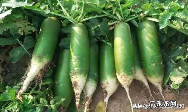 种植业什么最赚钱农村 你们觉得农村种植什么能挣钱多点,致富经一亩地赚三十万