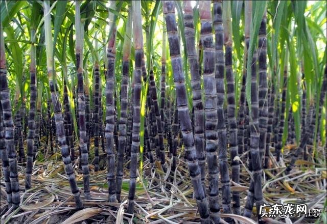 种植业什么最赚钱农村 你们觉得农村种植什么能挣钱多点,致富经一亩地赚三十万