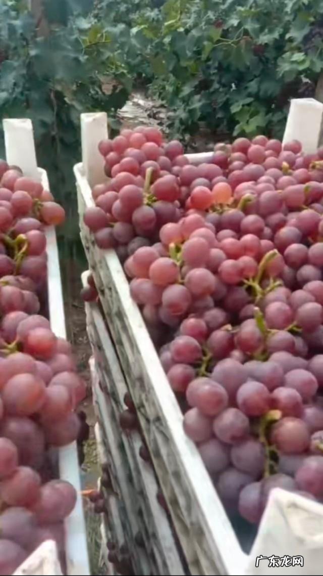 种植业什么最赚钱农村 你们觉得农村种植什么能挣钱多点,致富经一亩地赚三十万