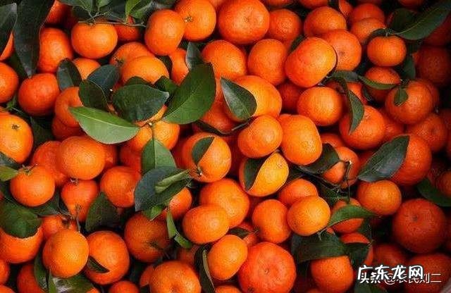 种植业什么最赚钱农村 你们觉得农村种植什么能挣钱多点,致富经一亩地赚三十万