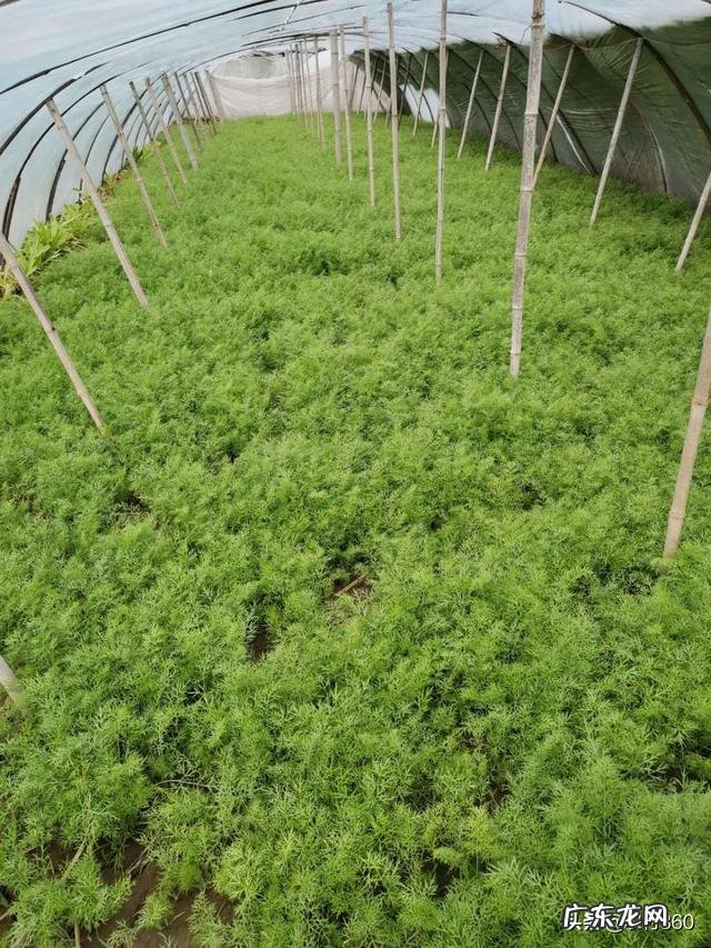 种植业什么最赚钱农村 你们觉得农村种植什么能挣钱多点,致富经一亩地赚三十万