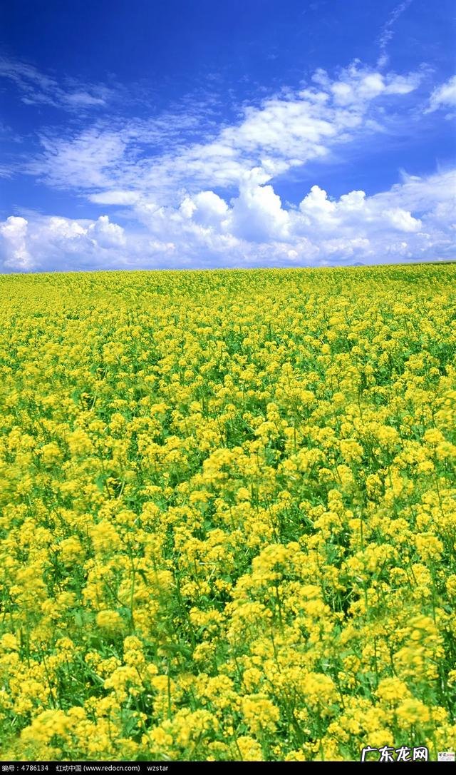 农民靠什么挣钱 农民现在种地还挣钱吗种什么合适,现在农民种啥挣钱