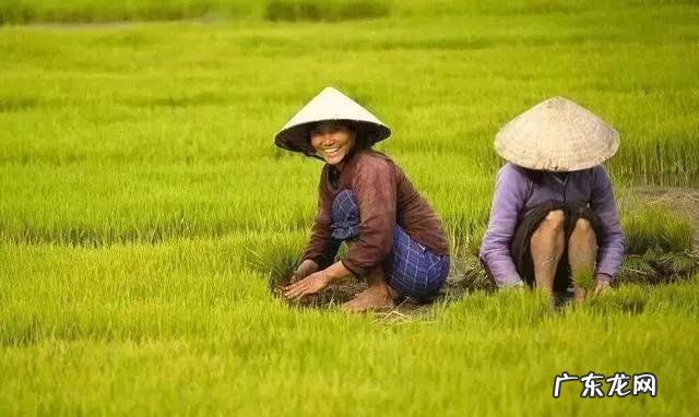 农民靠什么挣钱 农民现在种地还挣钱吗种什么合适,现在农民种啥挣钱