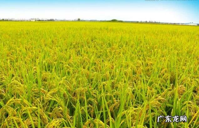 农民靠什么挣钱 农民现在种地还挣钱吗种什么合适,现在农民种啥挣钱