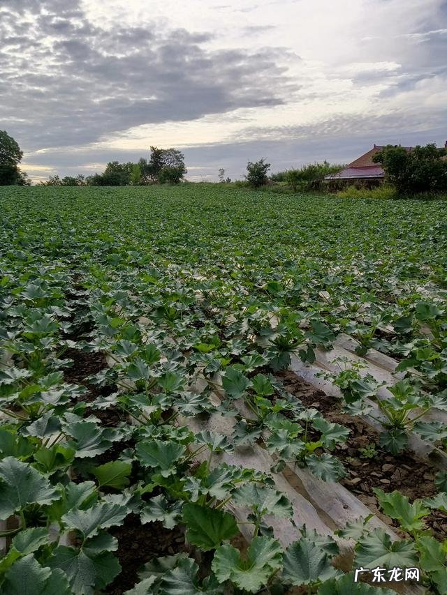 农民靠什么挣钱 农民现在种地还挣钱吗种什么合适,现在农民种啥挣钱