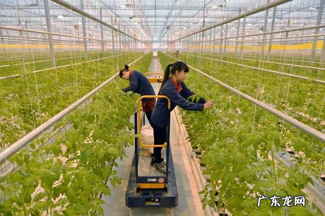 农民靠什么挣钱 农民现在种地还挣钱吗种什么合适,现在农民种啥挣钱