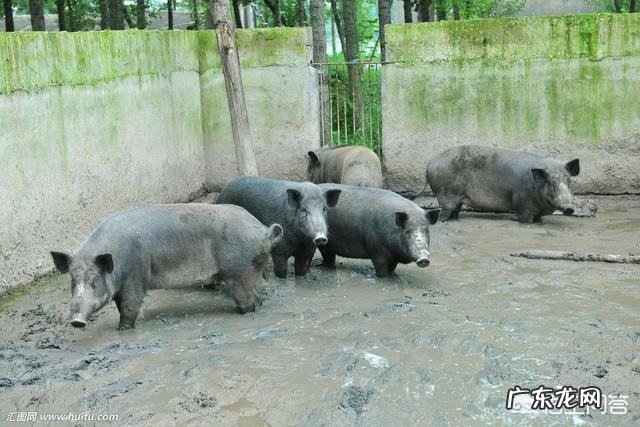 养老金算家庭收入吗 农村养啥能收入高,养什么繁殖快利润高