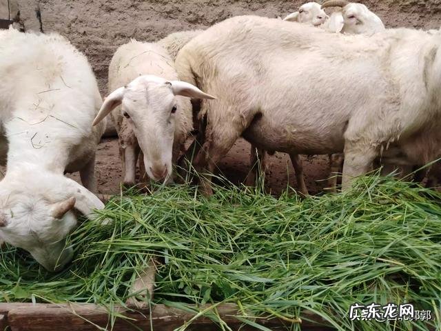 养老金算家庭收入吗 农村养啥能收入高,养什么繁殖快利润高