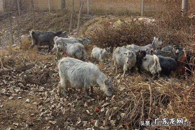 养老金算家庭收入吗 农村养啥能收入高,养什么繁殖快利润高