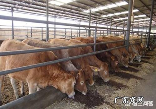 养老金算家庭收入吗 农村养啥能收入高,养什么繁殖快利润高