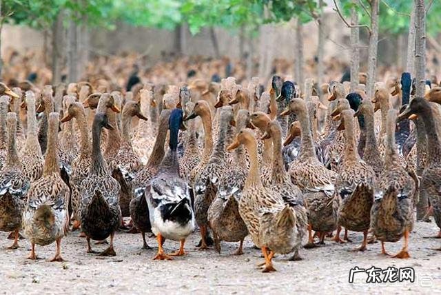 养老金算家庭收入吗 农村养啥能收入高,养什么繁殖快利润高