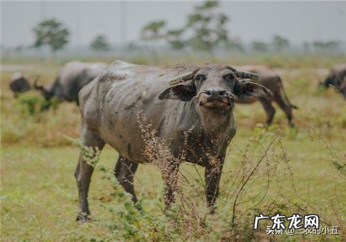 养老金算家庭收入吗 农村养啥能收入高,养什么繁殖快利润高