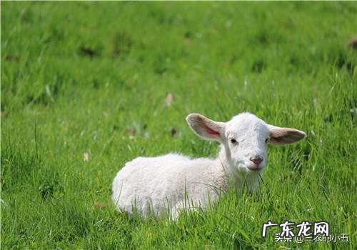 养老金算家庭收入吗 农村养啥能收入高,养什么繁殖快利润高