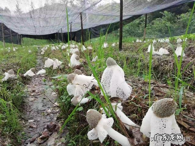 养老金算家庭收入吗 农村养啥能收入高,养什么繁殖快利润高